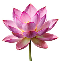 Lotus Flower Pink Isolated on White Background Cutout
