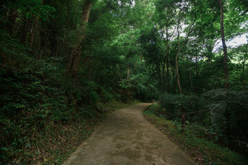 Fototapeta premium Serene Pathway Through Lush Green Forest Near Waterfall in Chiang Mai