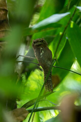 Gould's frogmouth (Batrachostomus stellatus) is a species of bird in the family Podargidae