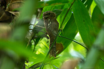 Gould's frogmouth (Batrachostomus stellatus) is a species of bird in the family Podargidae