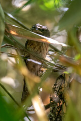 Gould's frogmouth (Batrachostomus stellatus) is a species of bird in the family Podargidae
