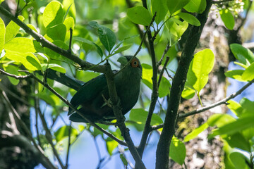 The chestnut-bellied malkoha (Phaenicophaeus sumatranus) is a species of cuckoo in the family Cuculidae