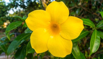 Close-up of a vibrant yellow flower