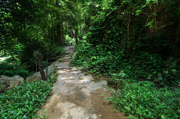 Tranquil Pathway Through Lush Greenery Near Ya Waterfall in Chiang Mai