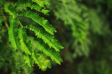A vibrant close-up shot of the lush green leaves of a fern like plant, possibly a Mimosa or a similar species. The image has a shallow depth of field with the foreground leaves in sharp focus,