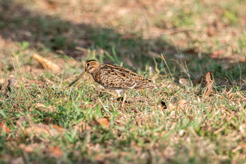 The pin-tailed snipe or pintail snipe (Gallinago stenura) is a species of bird in the family Scolopacidae, the sandpipers.