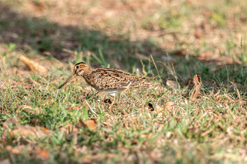 The pin-tailed snipe or pintail snipe (Gallinago stenura) is a species of bird in the family Scolopacidae, the sandpipers.