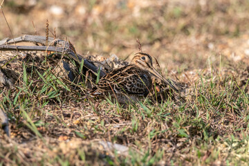 The pin-tailed snipe or pintail snipe (Gallinago stenura) is a species of bird in the family Scolopacidae, the sandpipers.