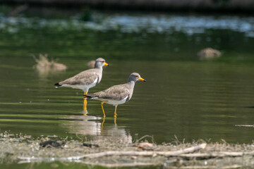 The grey-headed lapwing (Vanellus cinereus) is a lapwing species which breeds in northeast China and Japan