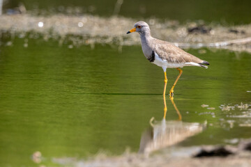 The grey-headed lapwing (Vanellus cinereus) is a lapwing species which breeds in northeast China and Japan