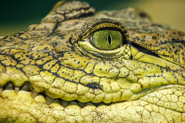 Detailed close-up of a caiman's face with sharp teeth, textured skin, and striking green eye with vertical slit pupil