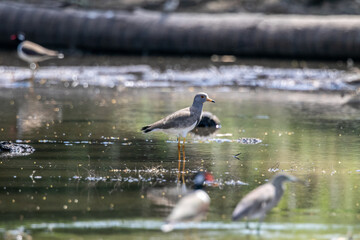The grey-headed lapwing (Vanellus cinereus) is a lapwing species which breeds in northeast China and Japan