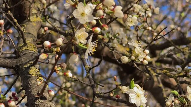 Cherry blossom tree branch with flower buds