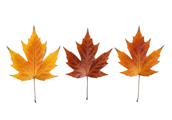 Three dry autumn leaves, golden orange, deep russet brown, and warm amber, with intricate veins and curled edges, arranged horizontally on a transparent background with copy space, top-down flat lay.