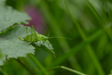 krauss' bush cricket (isophya kraussii) found in Steigerwald, Bavaria, Germany