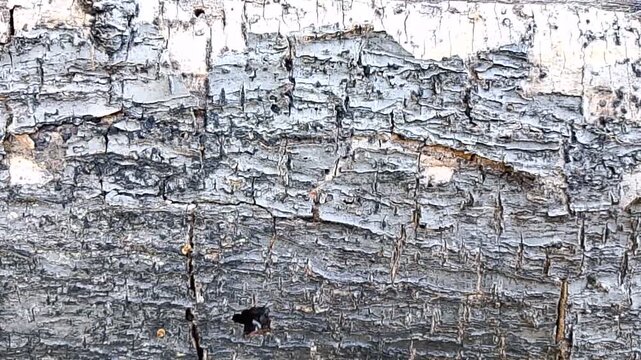Close-Up of Textured Bark from a Felled Tree on the Forest Floor