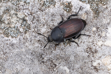 carrion beetle or burying beetle of species Silpha tristi found in Valley of river Lech in Tyrol, Austria