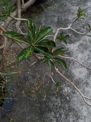 A close-up of a leafy plant with thick, green leaves and a gnarled branch, set against a dark gray, textured concrete background