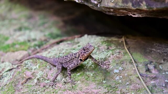 Plica plica lizard in the rainforest near San Jose de Guaviare, Colombia