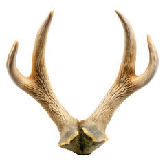 Deer Hoof Isolated on White Background