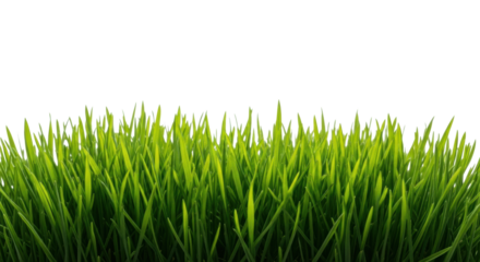 Ultra-realistic UHD macro photograph of lush, vibrant emerald green grass blades with detailed textures and natural variations, against a transparent seamless studio background with ample copy space,