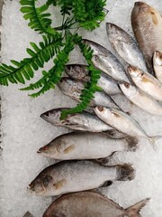 A display of various fresh fish arranged on a bed of crushed ice, garnished with green fern leaves

