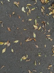 A textured overhead view of dark asphalt with scattered brown and yellow autumn leaves