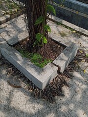 A tree with thick aerial roots growing from its trunk, contained within a concrete planter, with some roots spilling out and covering the surrounding ground.