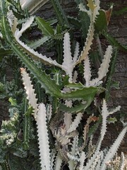 A striking close-up of a cactus with serrated edges and distinct green and white variegated segments