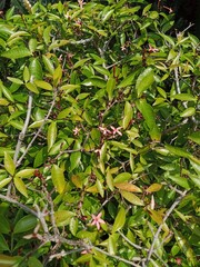 A dense bush with vibrant green leaves and clusters of small, bright yellow flowers under the sunlight
