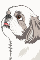 Detailed Vector Illustration of Shih Tzu Dog with Long White and Gray Fur Looking Up with Curious Expression