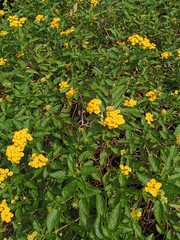 A dense bush with vibrant green leaves and clusters of small, bright yellow flowers under the sunlight.