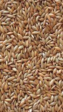 Canary grass seeds spinning in circular motion. Dry bird food rotation. 4k vertical concept