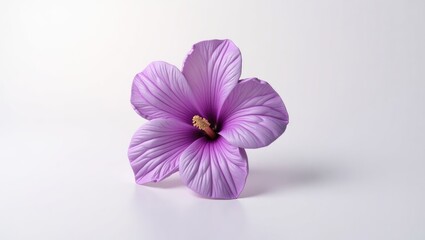 Obraz premium Close-up of a single, vibrant purple flower.