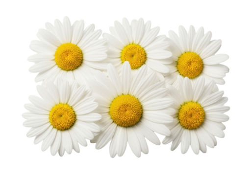 Multiple fresh white daisy flowers, vibrant yellow centers, delicate petals, flat lay, shadowless on a transparent background. Concept of natural beauty and purity