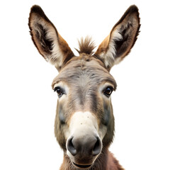 Donkey Face Isolated on White Background