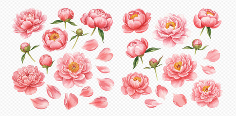 A beautiful set of pink peony flowers, buds, and petals illustrated in a realistic watercolor style.