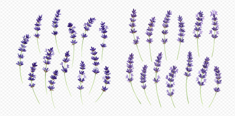 A beautiful set of isolated purple lavender flower sprigs, illustrated in a realistic style.