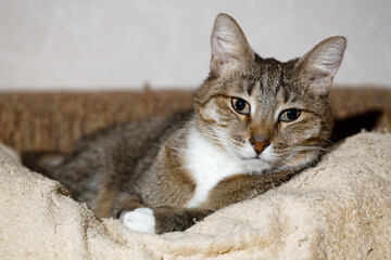 Closeup portrait of elderly cat laying in his bed. Shallow focus.