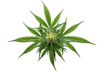 Vibrant green cannabis sativa leaves and delicate budding flowers, serrated with clear veins, meticulously detailed in an ultra realistic, macro top-down view against a transparent background with