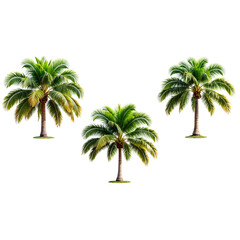 Fototapeta premium Beautiful palm tree on white background 