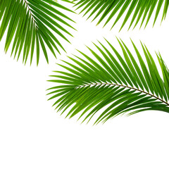 Beautiful coconut leaves on a white background

