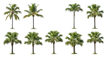 Collection of ten distinct palm tree species, including coconut, fan, and date palms, with vibrant green fronds and clear botanical details, isolated against a transparent background with subtle green