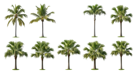 Collection of ten distinct palm tree species, including coconut, fan, and date palms, with vibrant green fronds and clear botanical details, isolated against a transparent background with subtle green