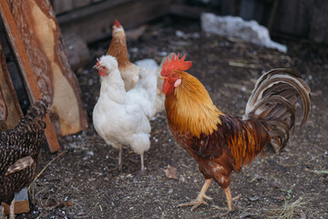 rooster walking around the poultry yard, farm