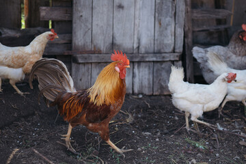 rooster walking around the poultry yard, farm	
