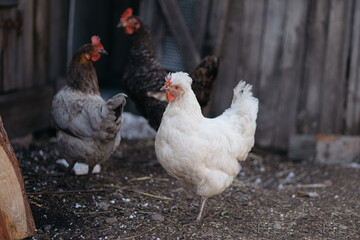 chickens walking around the farm, poultry yard