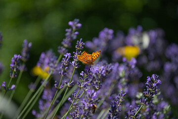 Close-up of lavender flowers with butterfly. Soft focus on black banner background