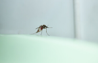 Close-Up Photograph of a Mosquito on a Light Surface in Sharp Detail