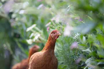Free range chicken birds in green garden.